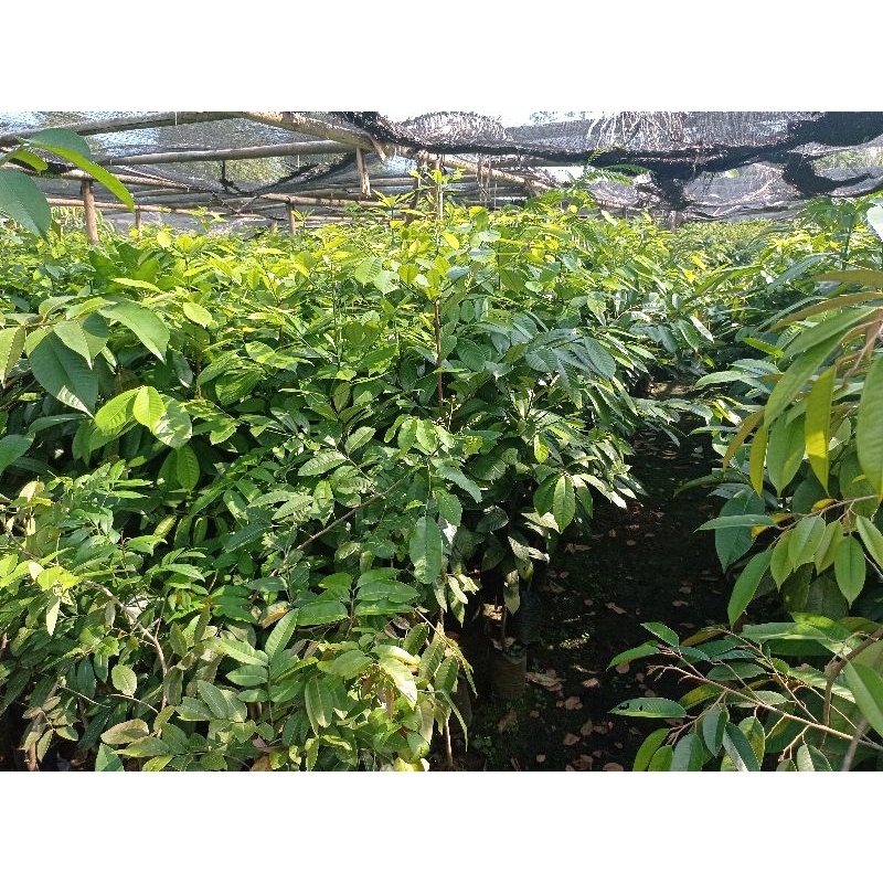 Bibit Pala / Bibit Pohon Pala