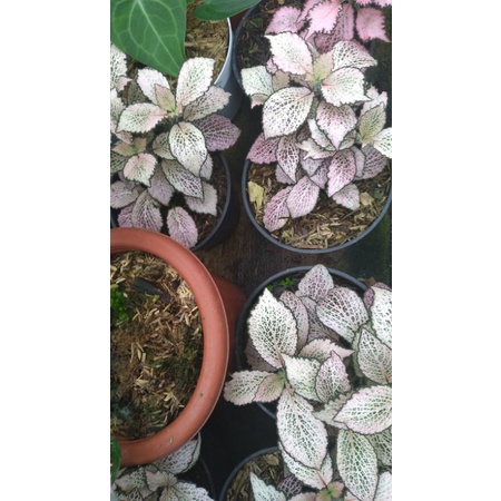 fitonia import ungu pink (tanaman sesuai foto)