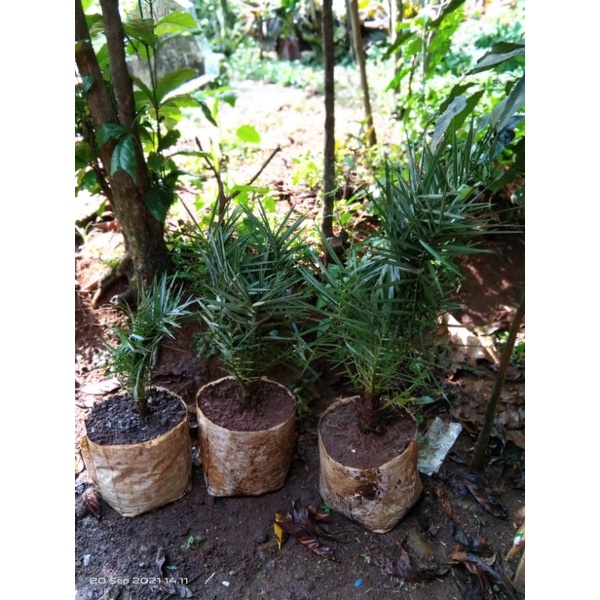 bibit pohon kenari silver