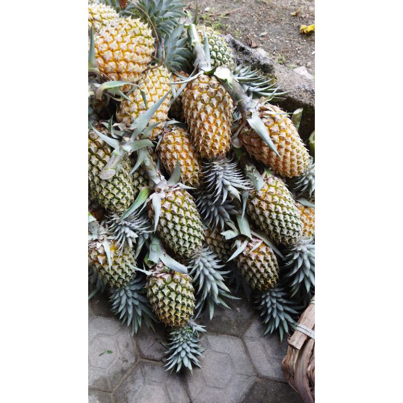 

nanas muda dan nanas masak fresh