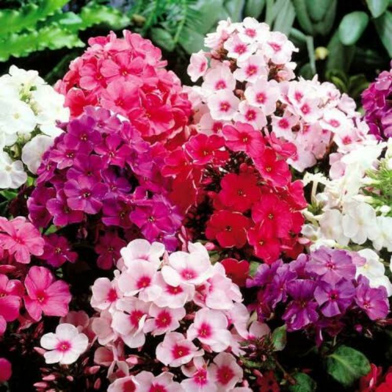 Benih Biji Bunga Phlox Annual Mix Benih Tanaman Phlox Campur