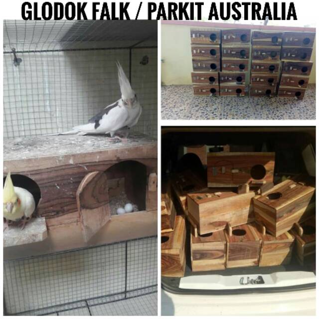 Jual Glodok Falk Parkit Australi Bahan Kayu Sonokeling Shopee