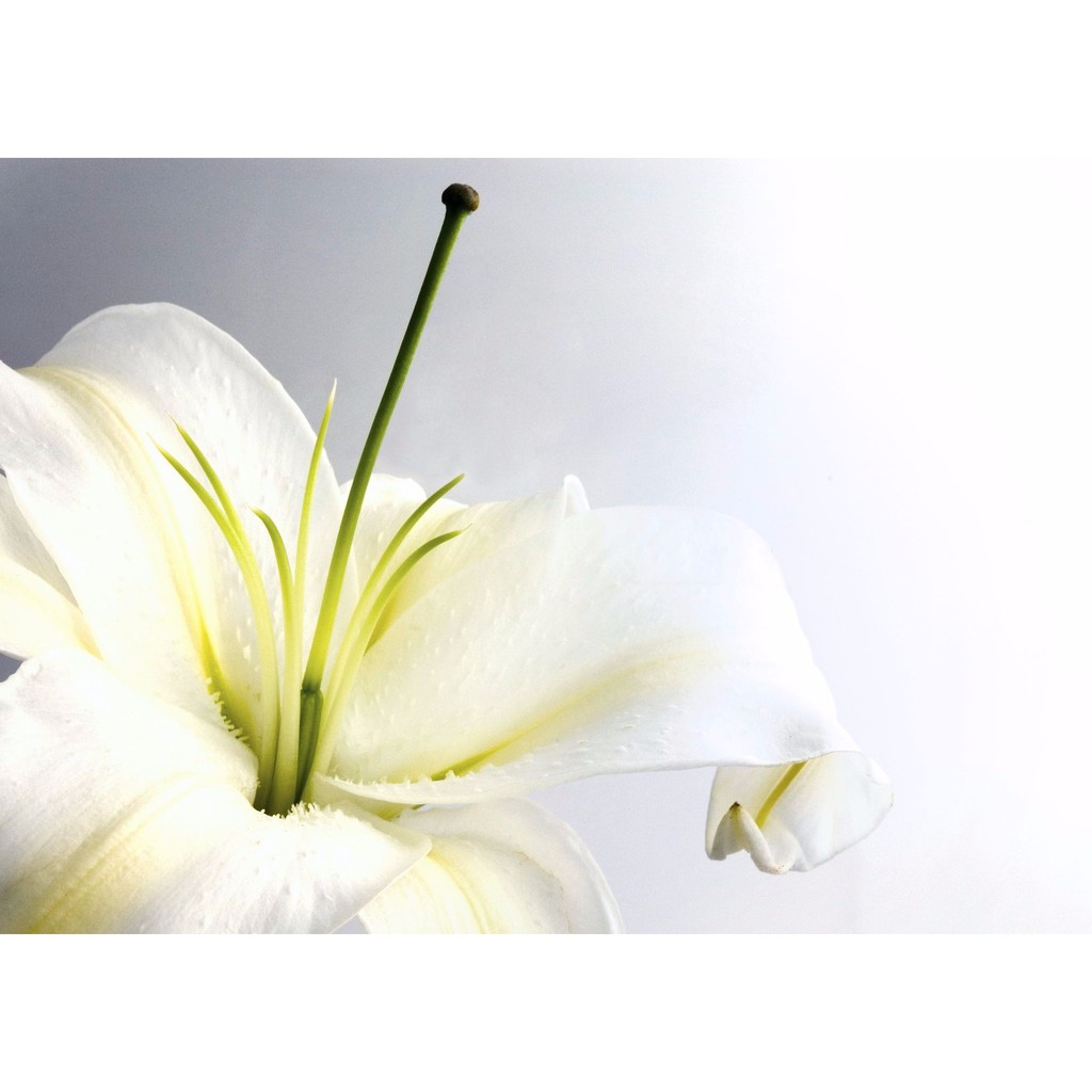 

Bibit Parfum Lily Fragrance Oil 100 cc