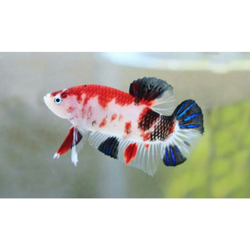 

koi multikolor jantan/betina siap kirim beli 2 gratis 1