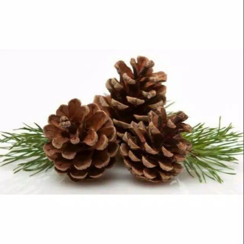 Bunga Pinus Kering 10pcs - Kembang Pinus - Biji Pinus Kering