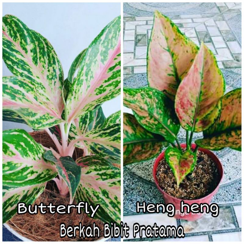 Aglonema Butterfly dan Heng heng jenis aglonema