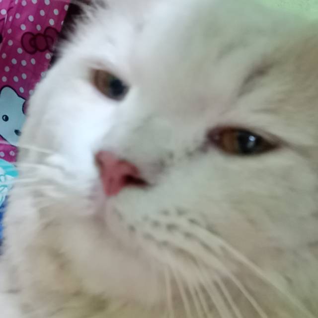 s*****i