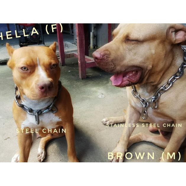 stainless dog collar