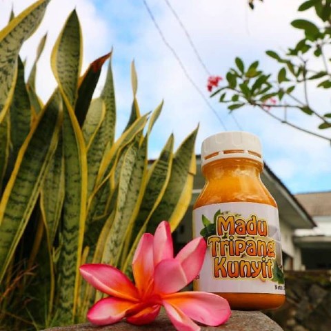 

Madu Tripang Kunyit Asli