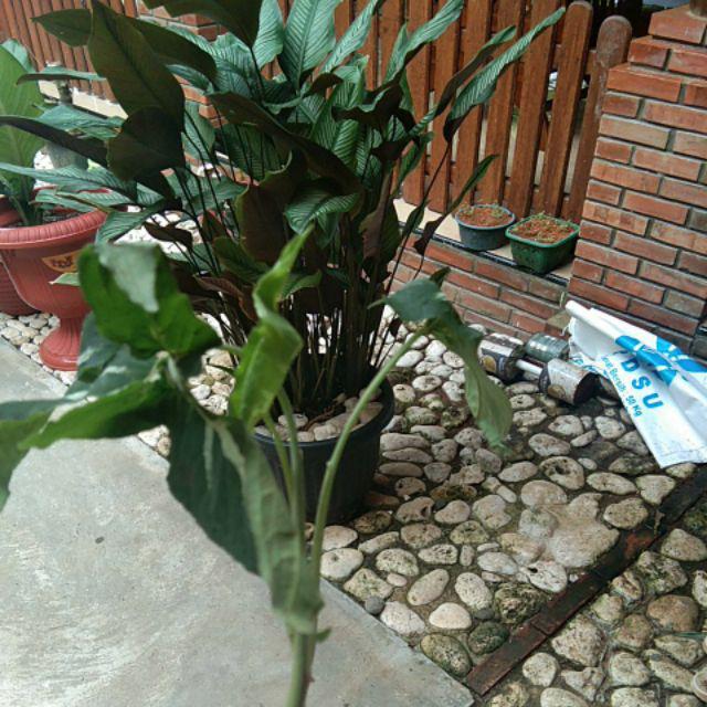 Tanaman Hias Syngonium Rayi