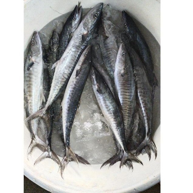 

Ikan Tenggiri Gepeng