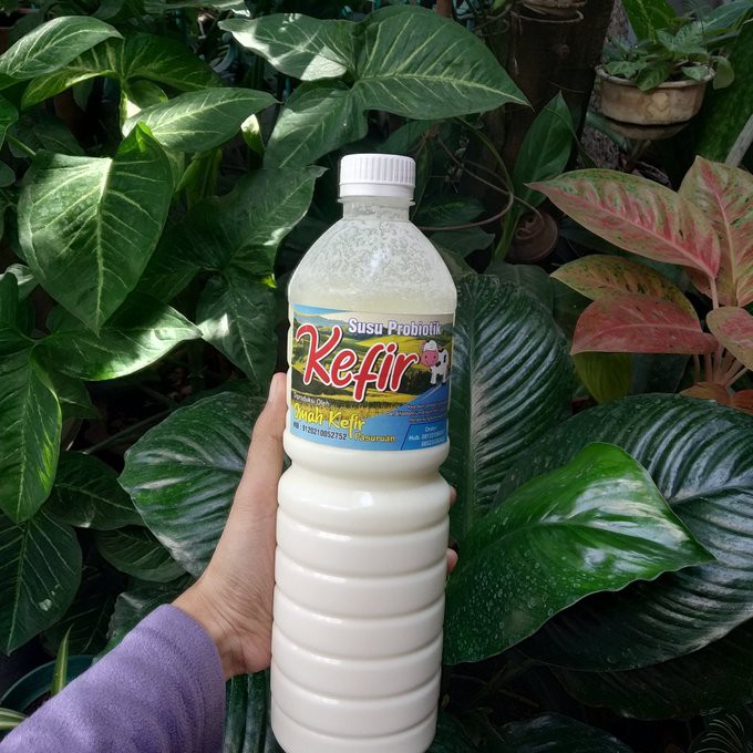 

SUSU KEFIR SUSU PROBIOTIK SUSU FERMENTASI KETO DIET