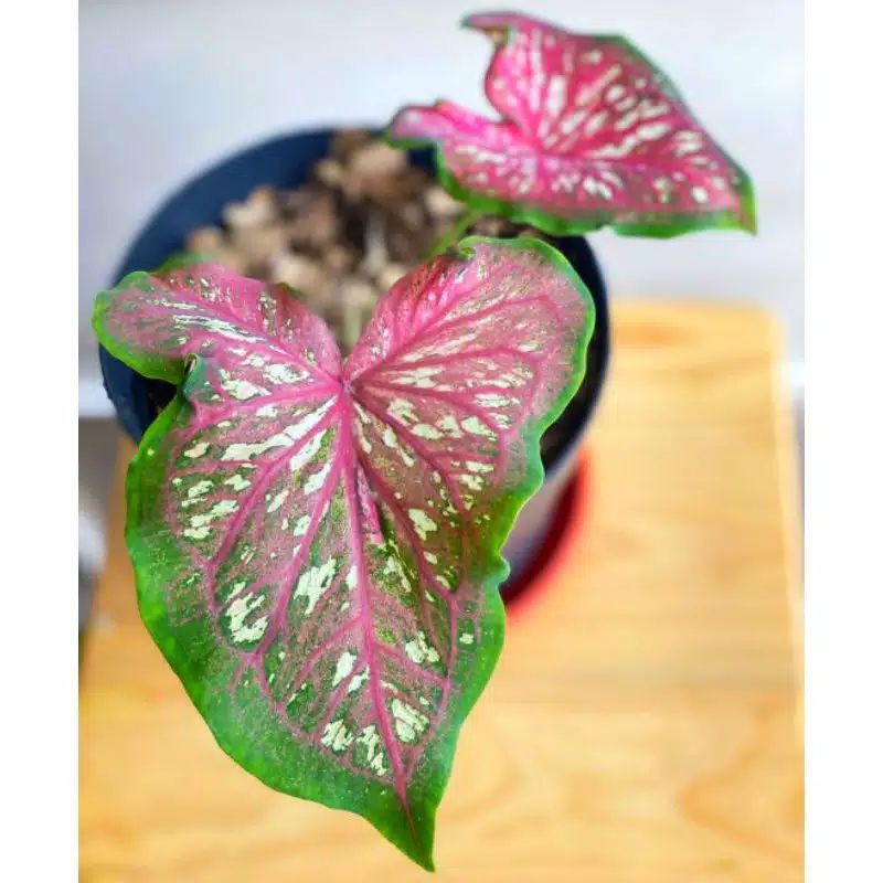 caladium lonce whorton / keladi batik