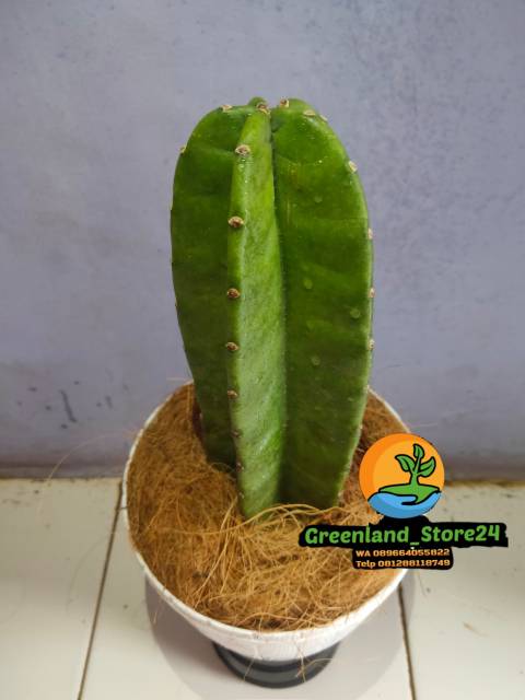 Tanaman hias kaktus koboi - kaktus koboi - tanaman hias kaktus - hiasan taman - kaktus