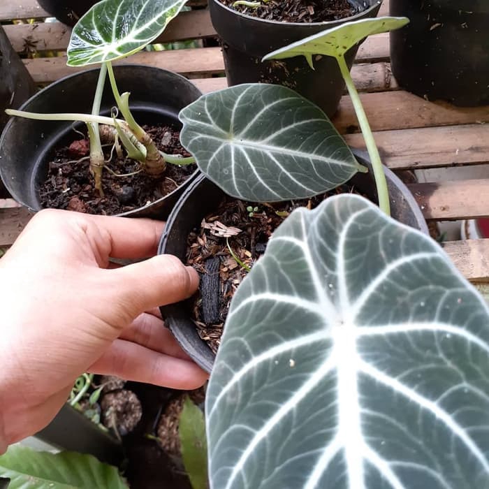 Tanaman Hias Alocasia Black Velvet Keladi Black Velvet Shopee Indonesia