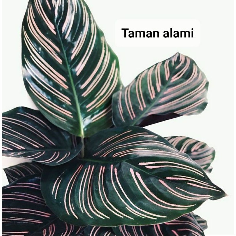 calathea pink strip - tanaman hias calathea pink strip - calathea ornata