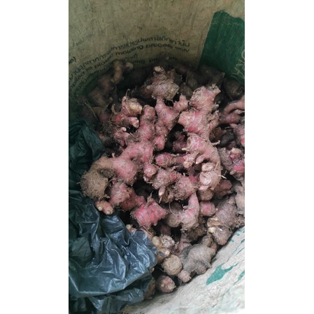 

JAHE MERAH BERKUALITAS
