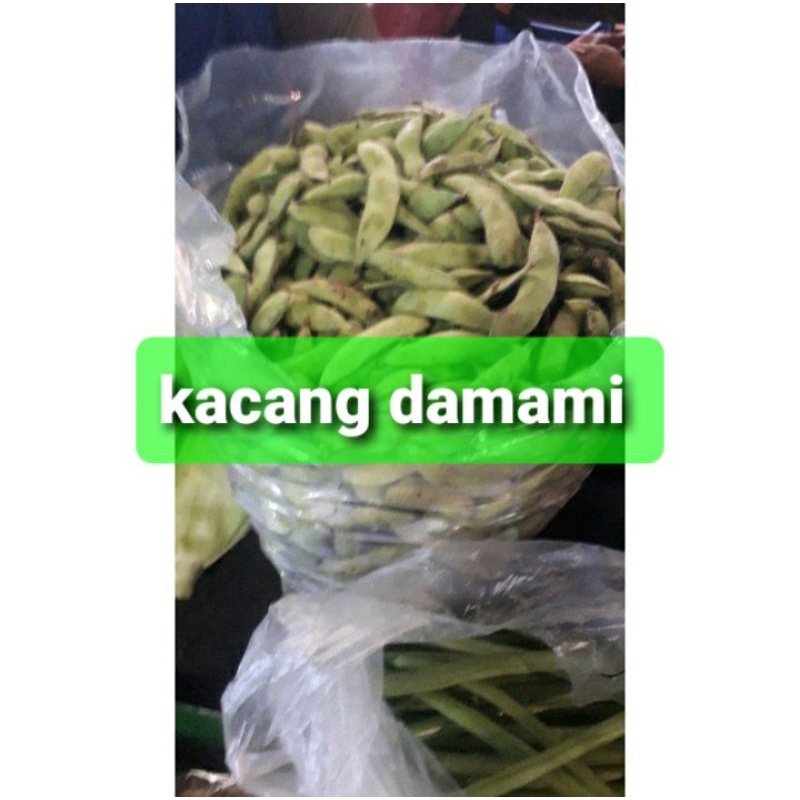 

kacang damami