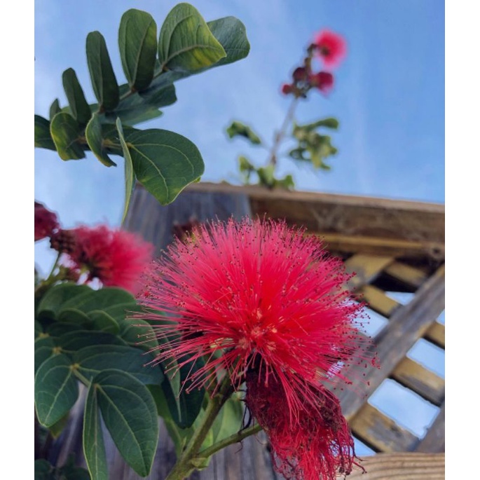 bibit bunga Kaliandra lusiana