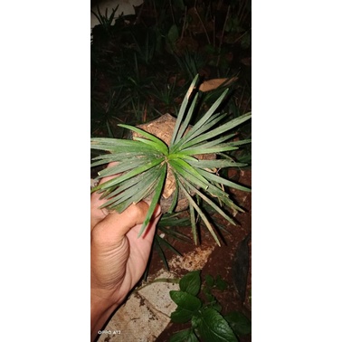 tanaman/kucai mini/tanaman hias kucai mini/tanaman kucai mini