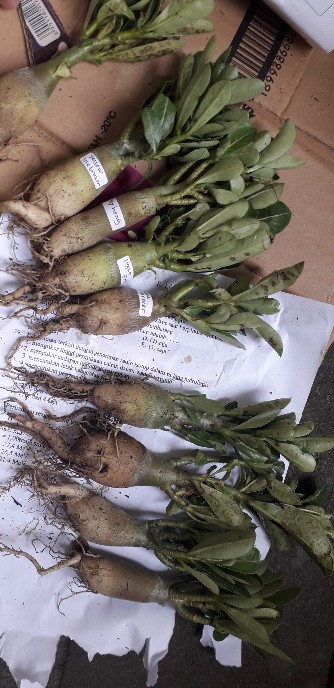 Paket 4 Tamana Hias Adenium Kamboja Jepang