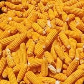 

JAGUNG KERING