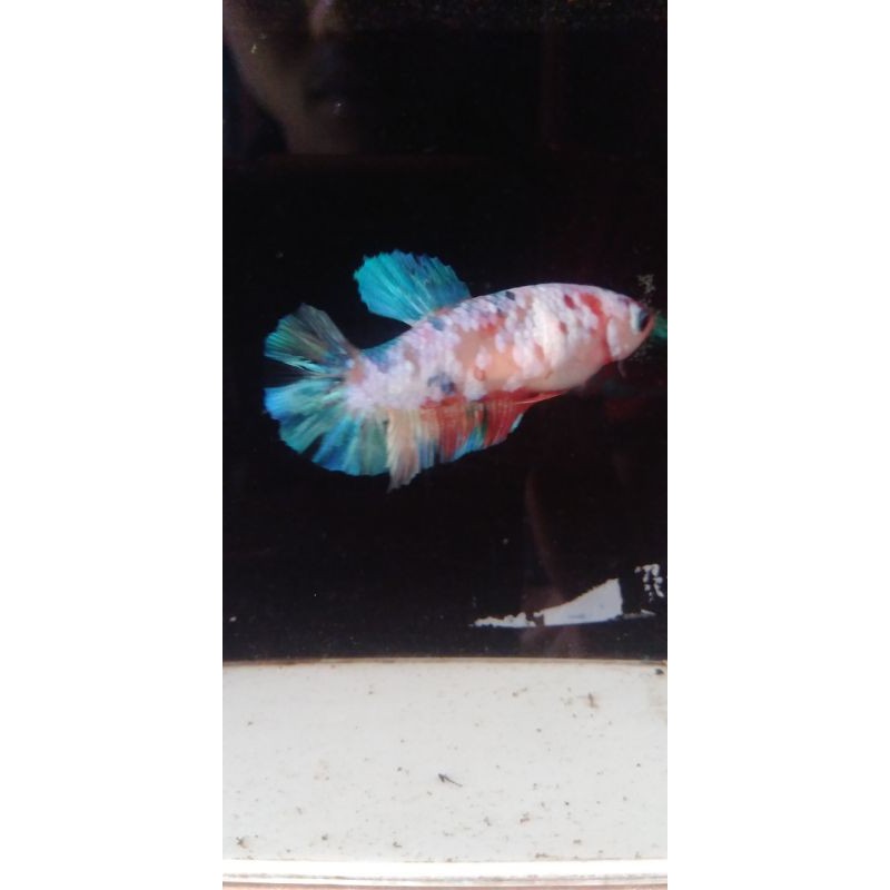 

Ikan cupang betina multy color