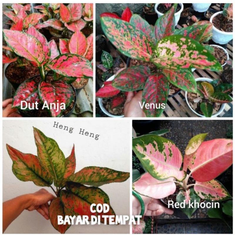 Aglonema murah 4 jenis