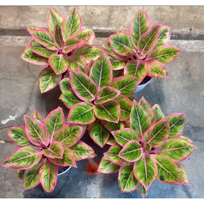 Bonggol Aglonema Lotus Delight