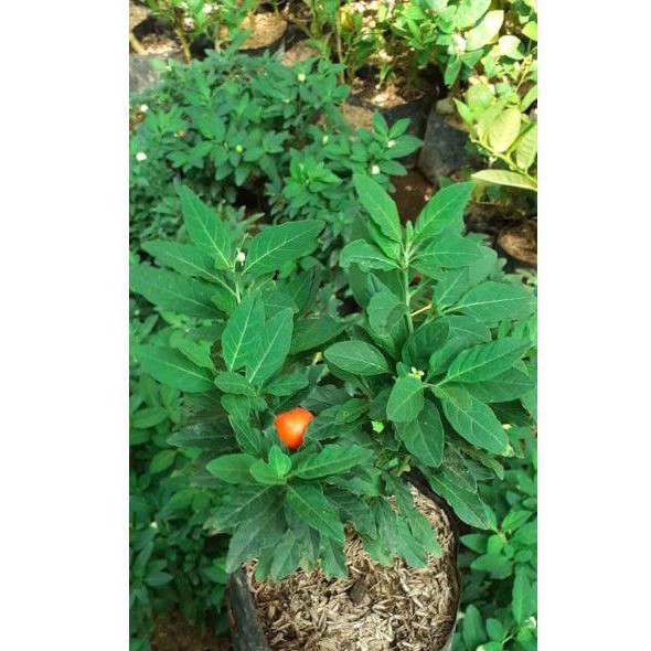 Tomat Krismil/ Tomat Hias