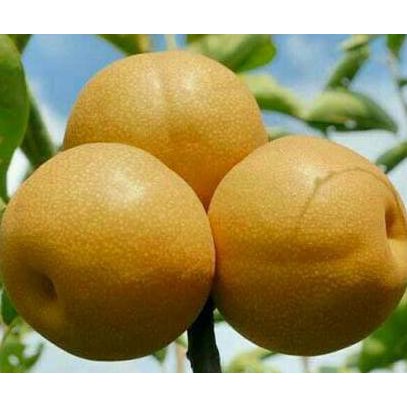 RE5T0CK BIBIT TANAMAN BUAH PIR PEAR NASHI ASIA COKLAT MERAH