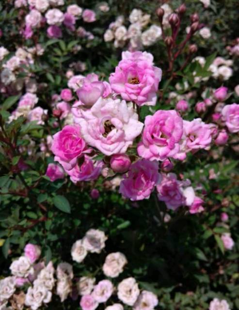 Tanaman Bunga Mawar Baby Rose Pink (rosa polyantha)