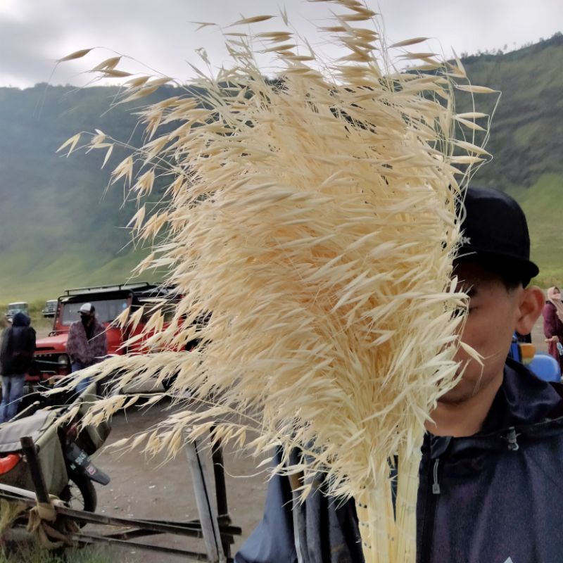 bunga avena /avena kering/bunga kering/bunga kering bahan buket/bunga kering