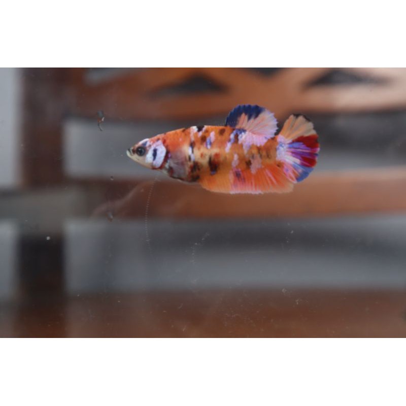 cupang plakat multicolour orange base female