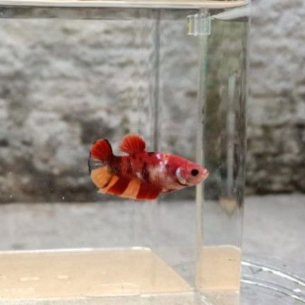 ikan cupang nemo betina full blok