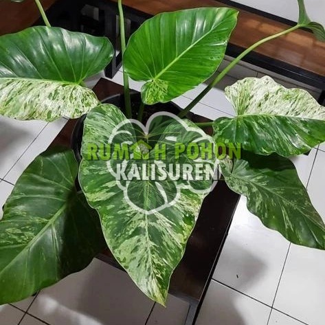 TANAMAN HIAS PHILODENDRON MARBLE VARIEGATA - PHILO MARBLE VARIGATA