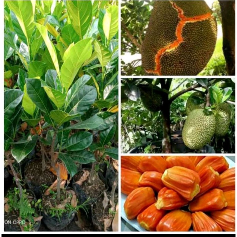 bibit nangka merah okulasi