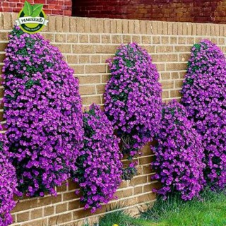 BENIH BUNGA AUBRIETIA CASCADE MIX 5 BIJI F1 FOTHERGILLS bibit tanaman