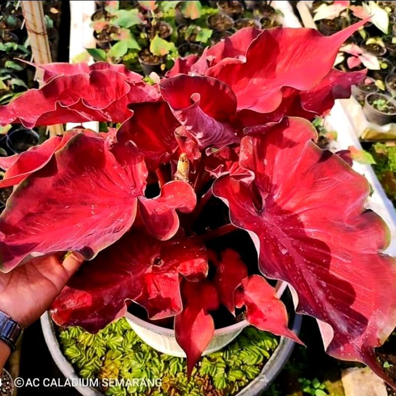Keladi Hias Anggur Merah / Tanaman Hias Caladium Keladi Hias Anggur Merah