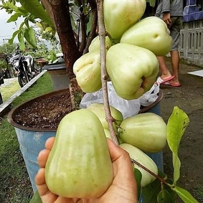 Bibit jambu air madu deli hijau MDH super genjah