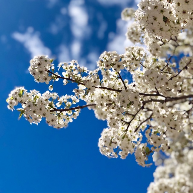 laurarosalinasulangi