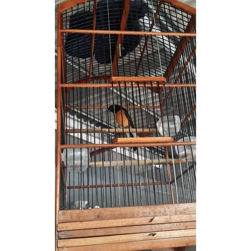 Murai Batu Borneo Fullset ( Kandang Kotak )