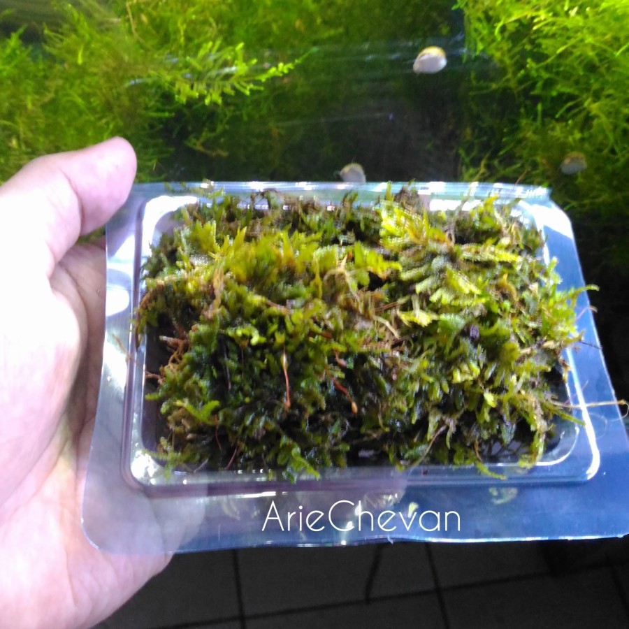 java Moss darat untuk paludarium vivarium terrarium aquascape