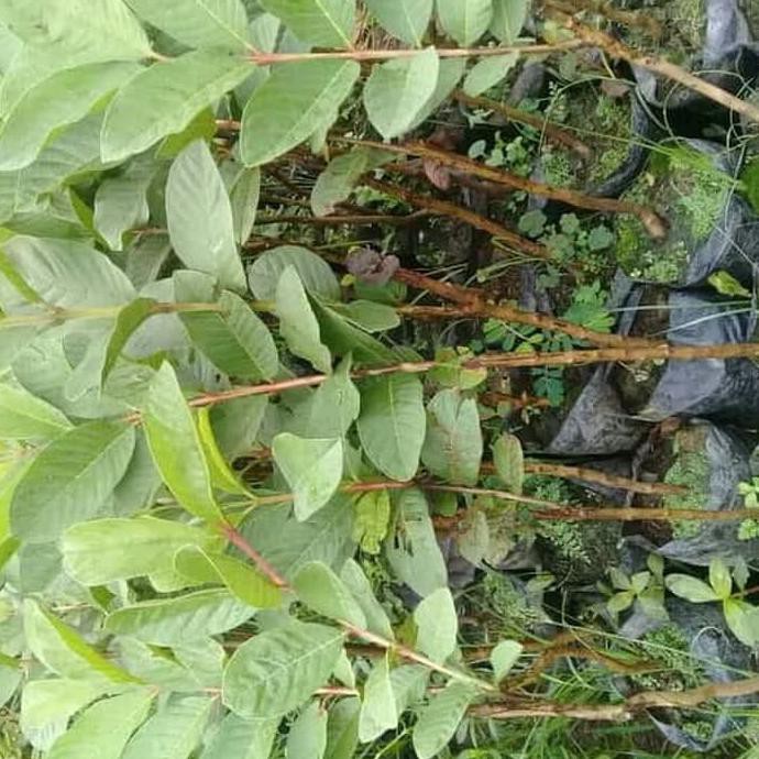 Bibit Tanaman Buah Jambu Kristal Non Biji Clr
