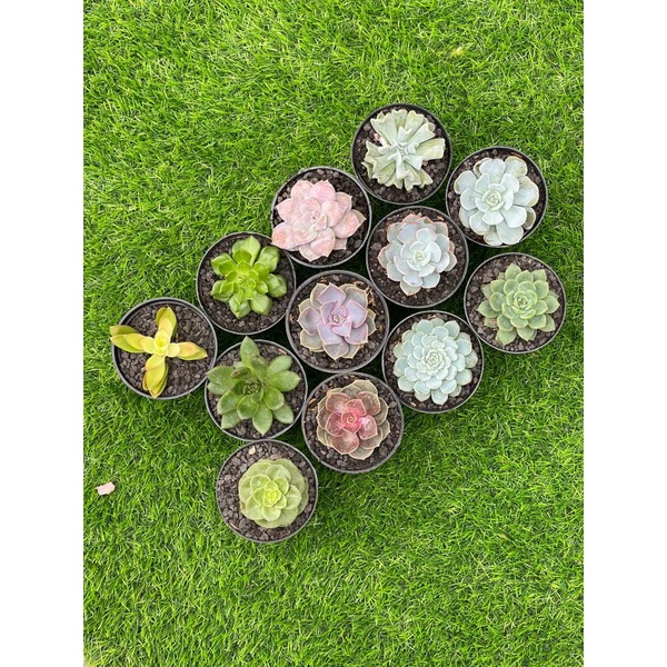 Paket 15Pcs Sukulen Warna-Warni Cantik Bonus Pot