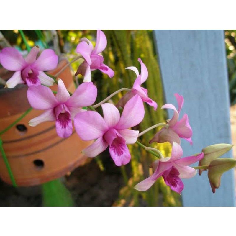 kekii anggrek dendrobium mentangai