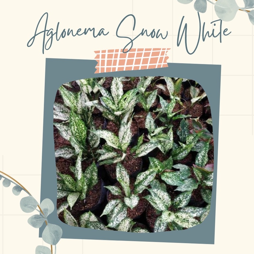 Bibit Aglonema Snow WhiteTanaman Hias Aglonema Snow White Anakan Bunga Snow White Cantik