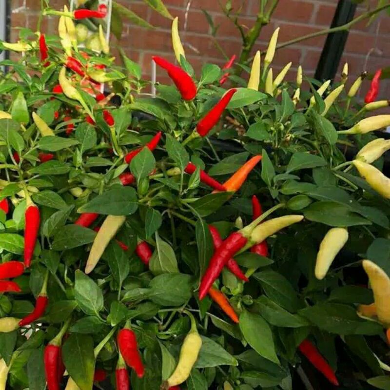 [ PROMO ] Benih Cabai Rawit Hijau F1 Unggul Cabe Berkualitas