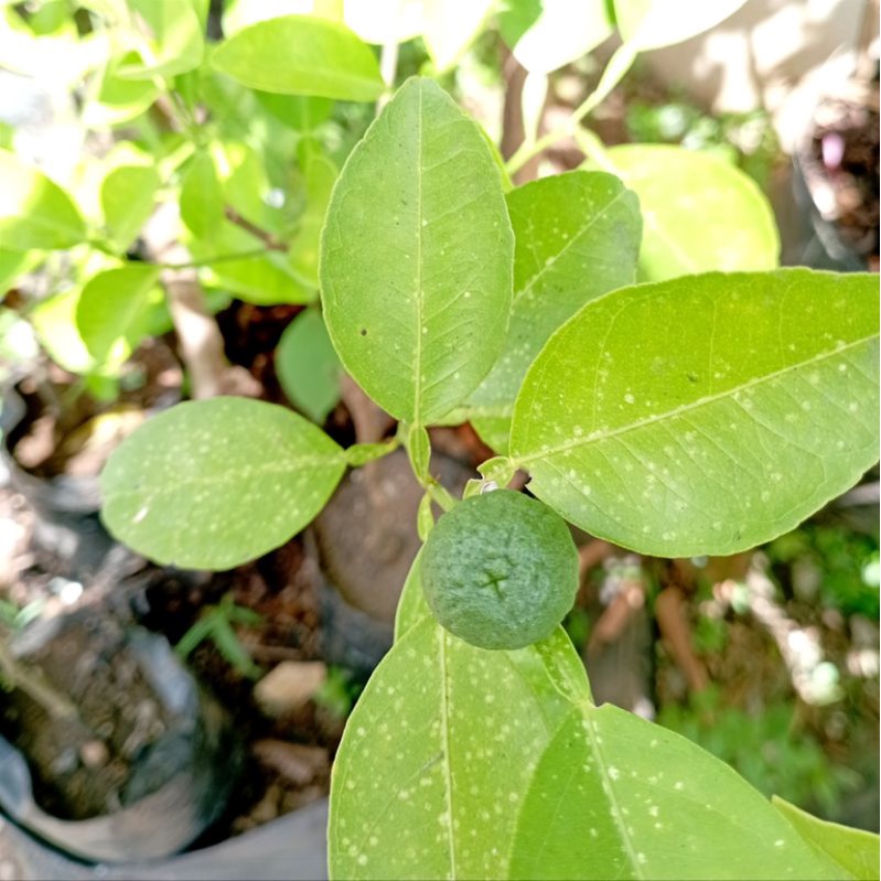 Tanaman Jeruk Lemon Cui/Bibit Jeruk Lemon Cui
