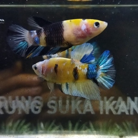CUPANG SEPASANG YELLOW KOI GALAXY STRONG COLOR LINE YKC 100% REALPICT (8YKP1)